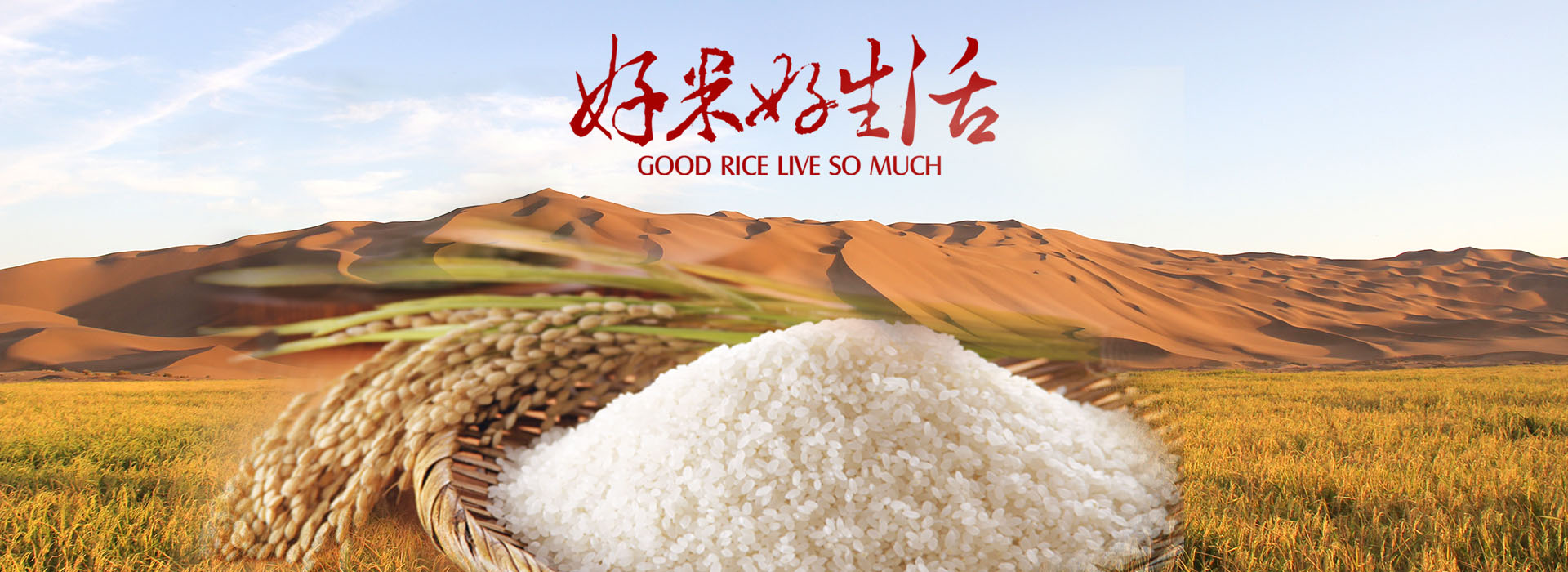 沙漠水稻