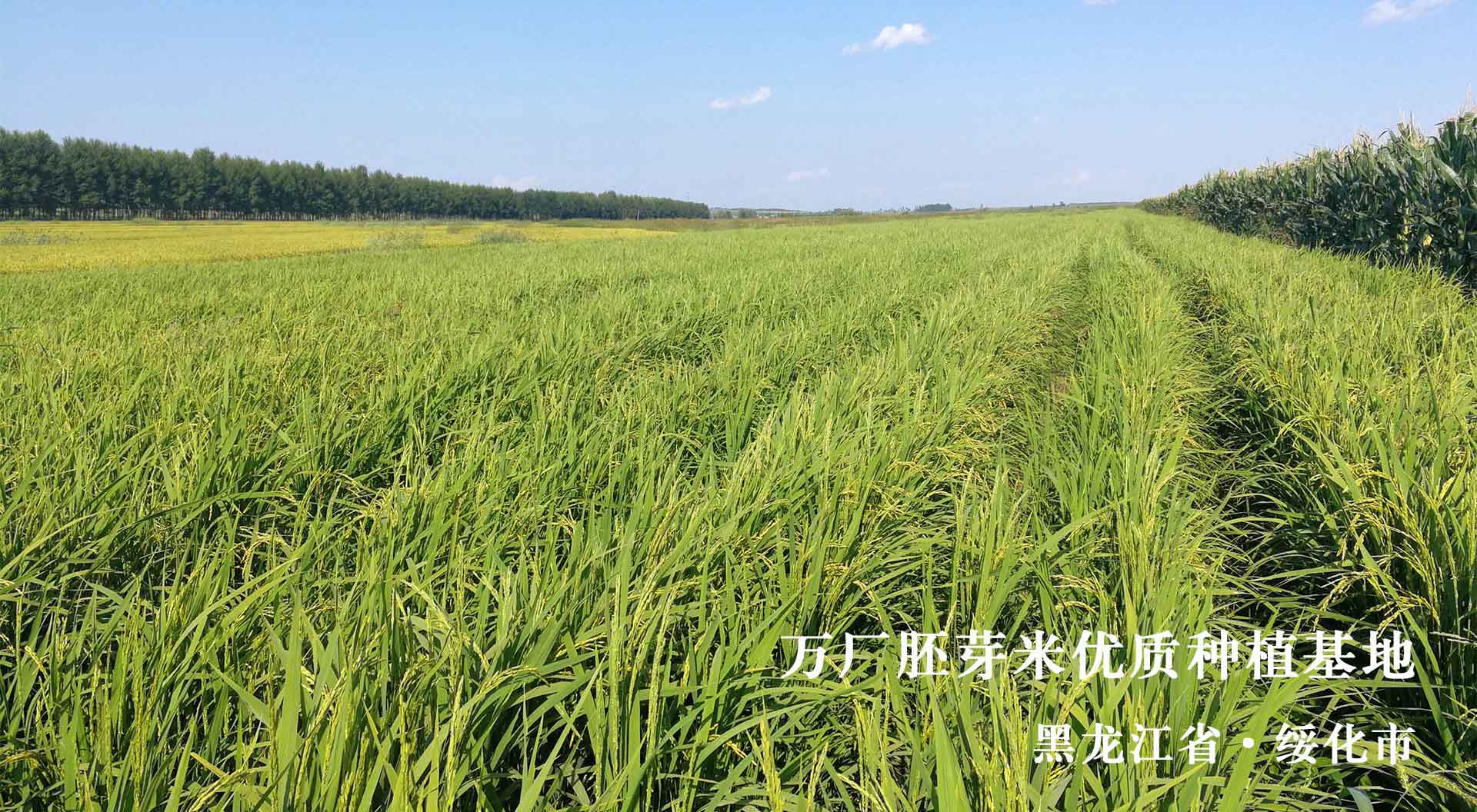 国威胚芽米稻田