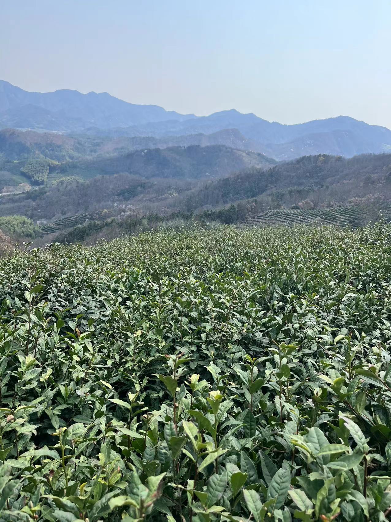 白云春毫—半亩茶园订制