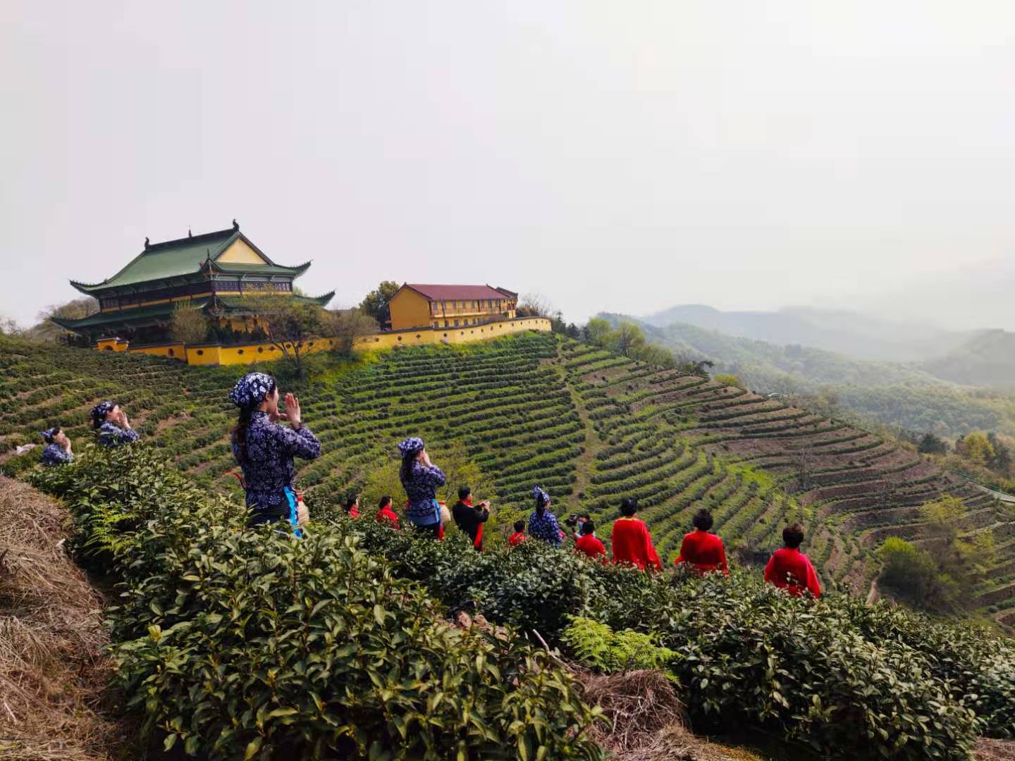茶园基地2.jpg 茶园基地2.jpg